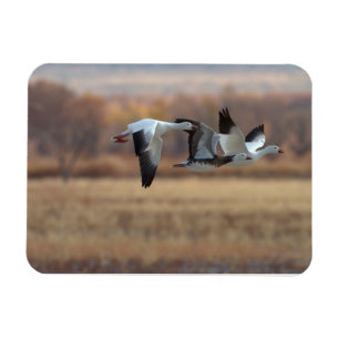 Trio Of Geese Magnet