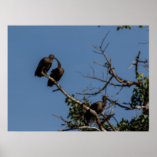 Trio of Hamerkops in the Canopy Poster