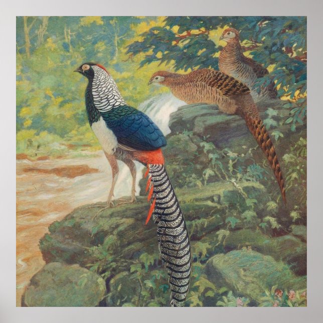 Trio of Lady Amherst's pheasant by waterfall Poster (Front)