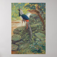 Trio of Lady Amherst's pheasant by waterfall