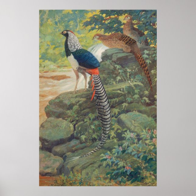 Trio of Lady Amherst's pheasant by waterfall Poster (Front)