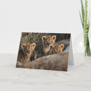 Trio of Lion Cubs with Mother Card
