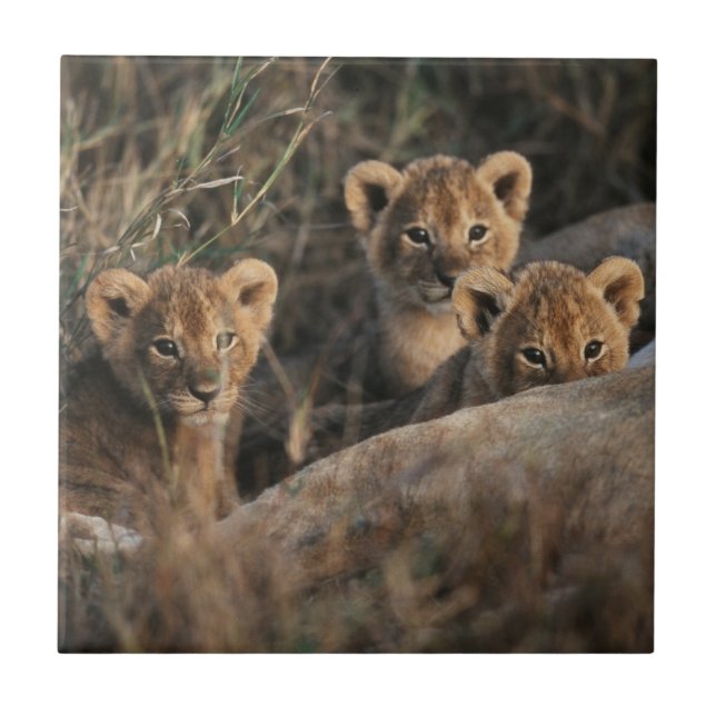 Trio of Lion Cubs with Mother Ceramic Tile (Front)
