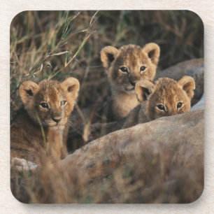 Trio of Lion Cubs with Mother Coaster