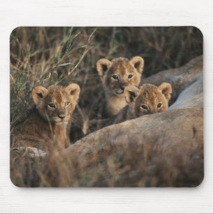 Trio of Lion Cubs with Mother Mouse Pad