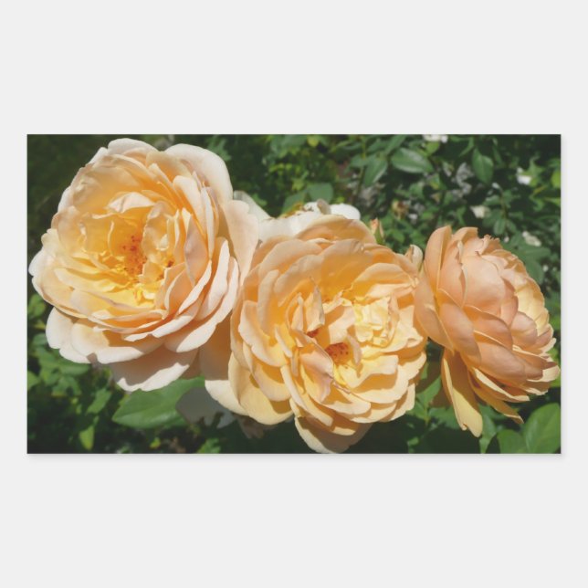 Trio of Peach Roses Floral Rectangular Sticker (Front)