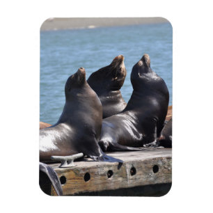 Trio of Sea Lions Basking in the Sun Magnet