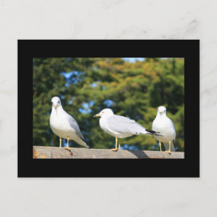 Trio Of Seagulls Postcard