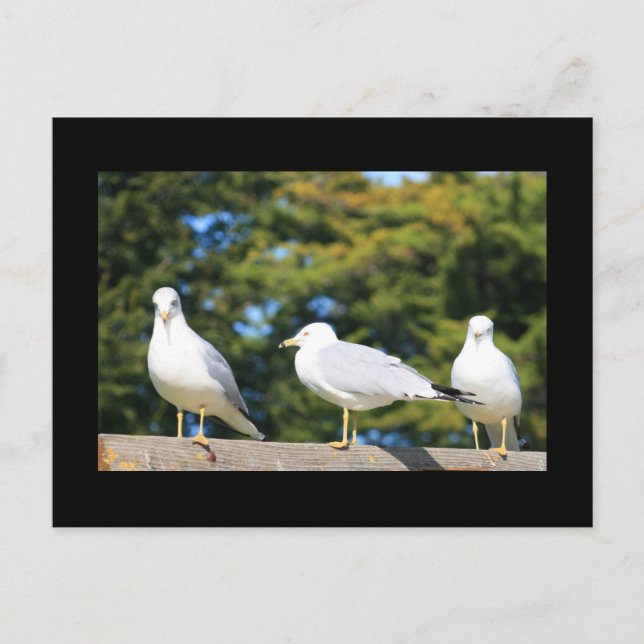 Trio Of Seagulls Postcard (Front)