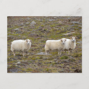 Trio of Sheep, Iceland Postcard
