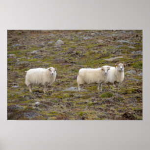 Trio of Sheep, Iceland Poster