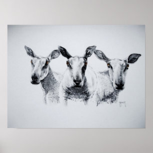 Trio of Sheep Print