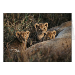 Trio of six week old Lion cubs sitting
