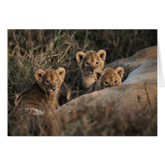 Trio of six week old Lion cubs sitting (Front Horizontal)