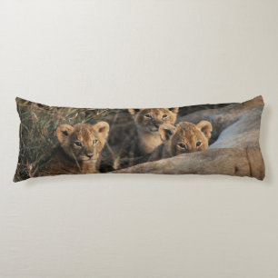 Trio of six week old Lion cubs sitting Body Cushion