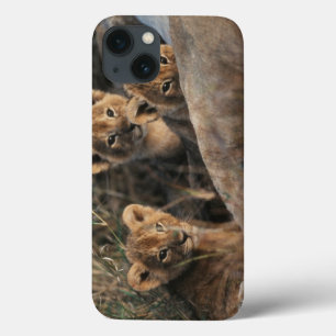 Trio of six week old Lion cubs sitting iPhone 13 Case