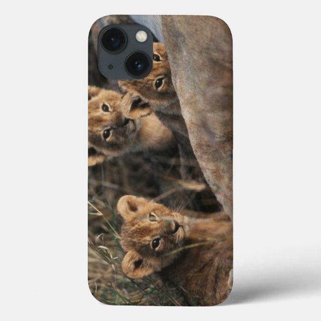 Trio of six week old Lion cubs sitting Case-Mate iPhone Case (Back)
