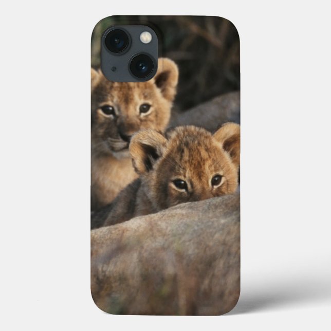 Trio of six week old Lion cubs sitting Case-Mate iPhone Case (Back)