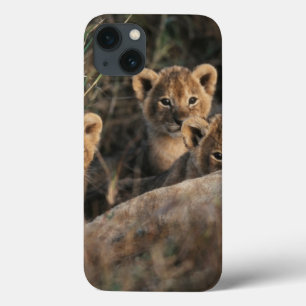 Trio of six week old Lion cubs sitting iPhone 13 Case