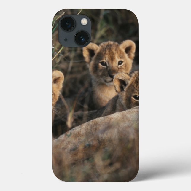 Trio of six week old Lion cubs sitting Case-Mate iPhone Case (Back)
