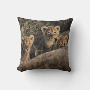 Trio of six week old Lion cubs sitting Cushion