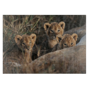 Trio of six week old Lion cubs sitting Cutting Board