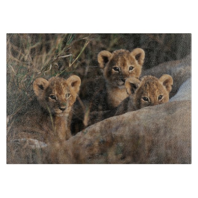 Trio of six week old Lion cubs sitting Cutting Board (Front)