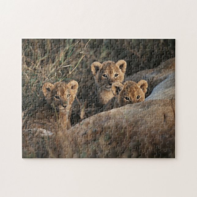 Trio of six week old Lion cubs sitting Jigsaw Puzzle (Horizontal)
