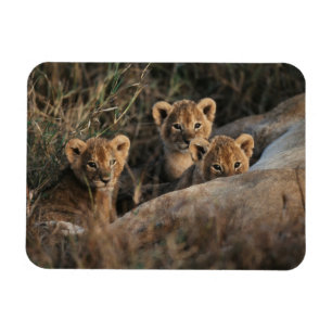 Trio of six week old Lion cubs sitting Magnet