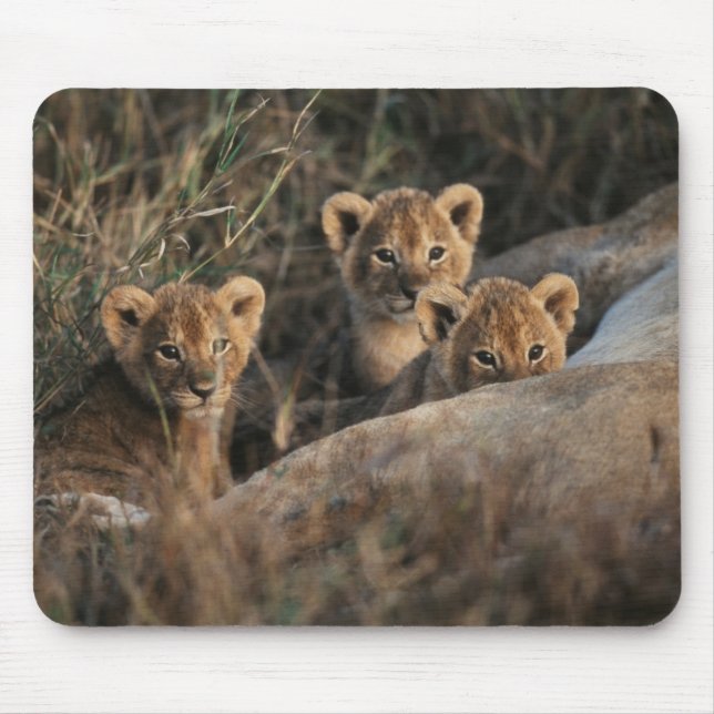 Trio of six week old Lion cubs sitting Mouse Pad (Front)