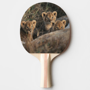 Trio of six week old Lion cubs sitting Ping Pong Paddle