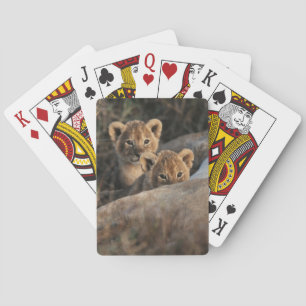 Trio of six week old Lion cubs sitting Playing Cards