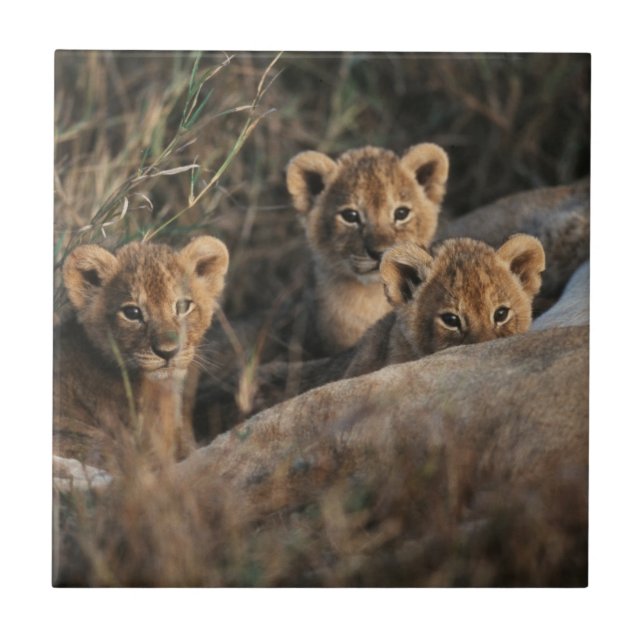 Trio of six week old Lion cubs sitting Tile (Front)