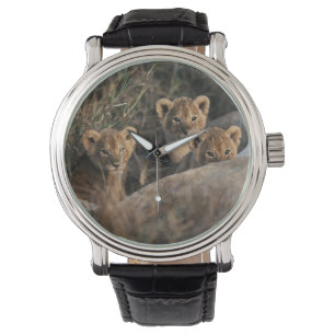 Trio of six week old Lion cubs sitting Watch