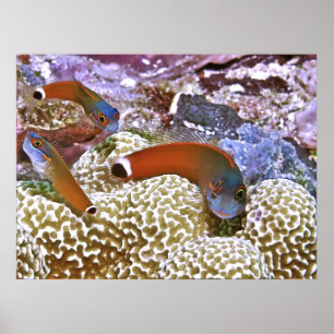 Trio of Tail Spot Blennies Poster