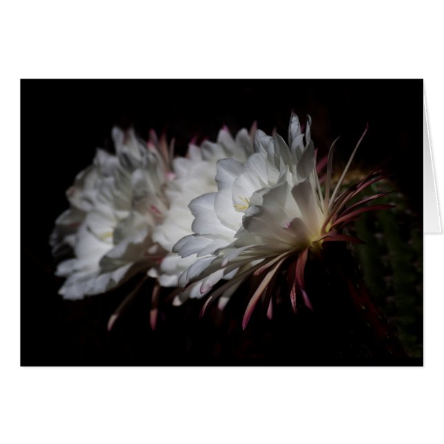 Trio of White Cactus Flowers (Front Horizontal)