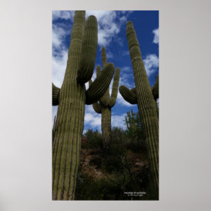Trio saguaro cactus Arizona desert blue sky clouds Poster