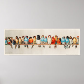 Tripical colourful Birds on a branch Poster