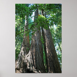 "Tripletrees", Muir Woods Poster