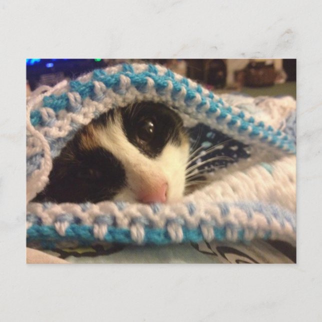 Trixie and the blues postcard (Front)