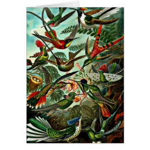 Trochilidae - Hummingbirds