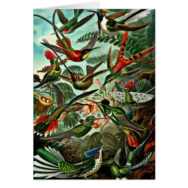 Trochilidae - Hummingbirds (Front)