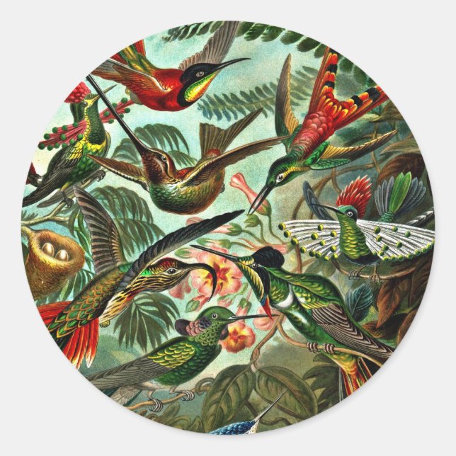 Trochilidae - Hummingbirds Classic Round Sticker (Front)