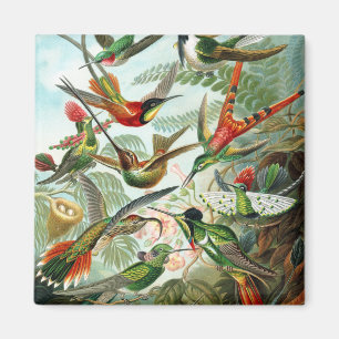 Trochilidae Hummingbirds, Ernst Haeckel Magnet