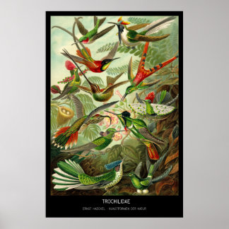 Trochilidae – Plate 99 - Kunstformen der Natur Poster