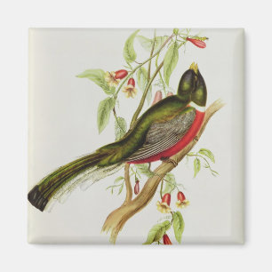 Trogon Ambiguus Magnet