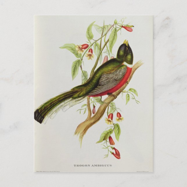 Trogon Ambiguus Postcard (Front)