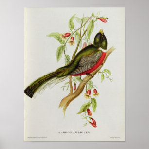 Trogon Ambiguus Poster
