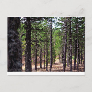 Troodos mountains forest, Cyprus Postcard