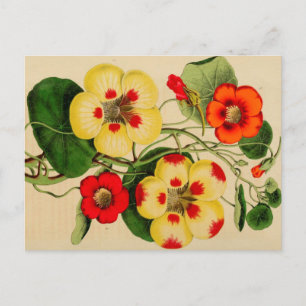"Tropacalum" Zinnia Vintage Sketch Postcard